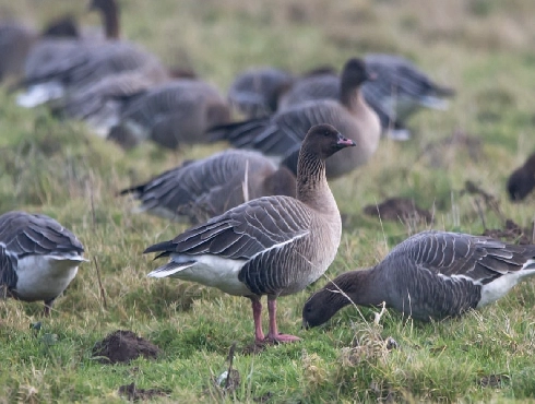 Pink-footed Goose